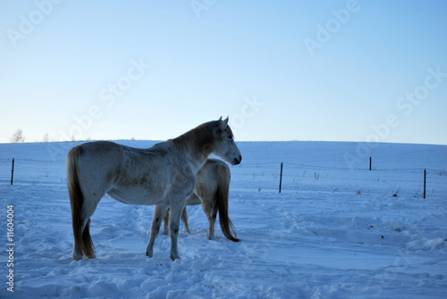 Pferde auf der Winterkoppel © Ines Peters