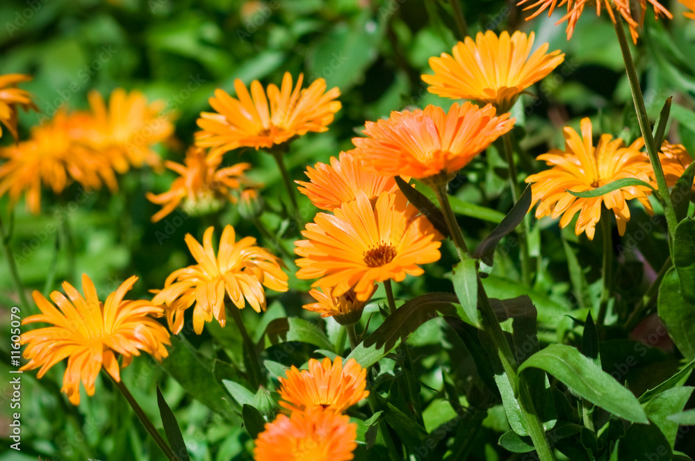 verry nice natural flowers verry nice natural flowers