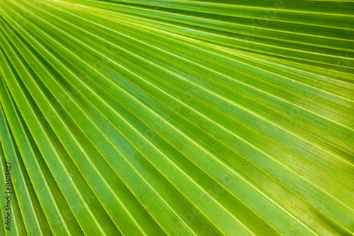 nature background green palm leaf