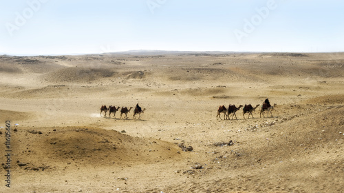 Camels on the Giza plateau  Cairo  Egypt