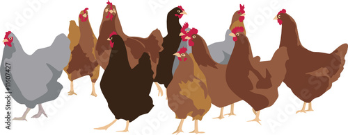flock of chickens