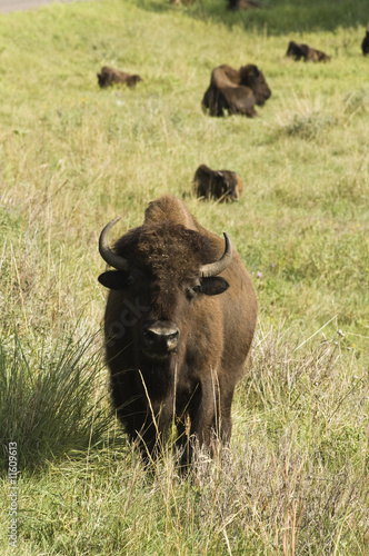 Buffalo Herd 7