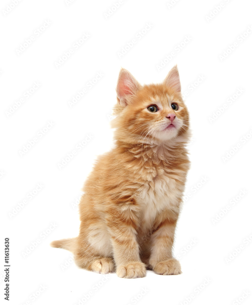 cute red kitten