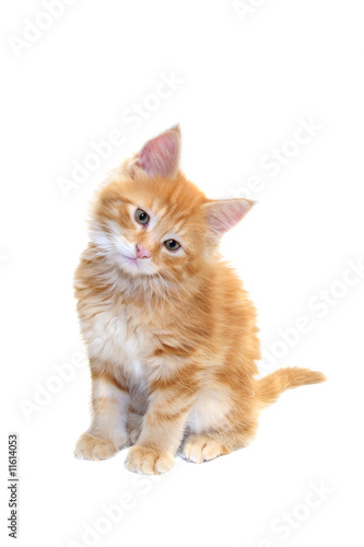 Fototapeta Naklejka Na Ścianę i Meble -  cute red kitten