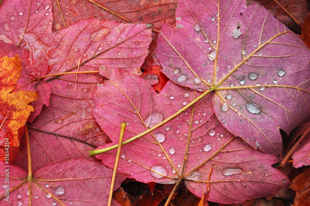 Fallen down maple foliage with water drops Fallen down maple foliage with water drops