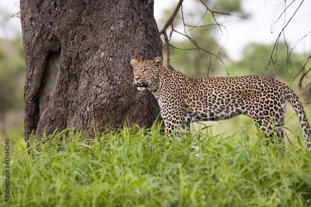 Obraz premium Leopard resting in the green at Kruger national park, South Afri
