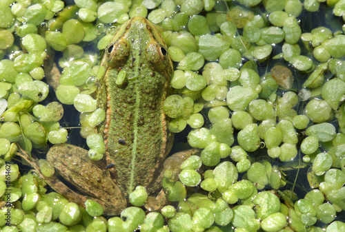 Foto Scabby frog in a duckweed