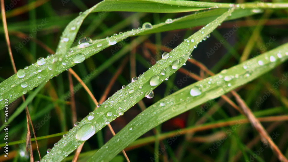 Dew on a blade of grass Dew on a blade of grass