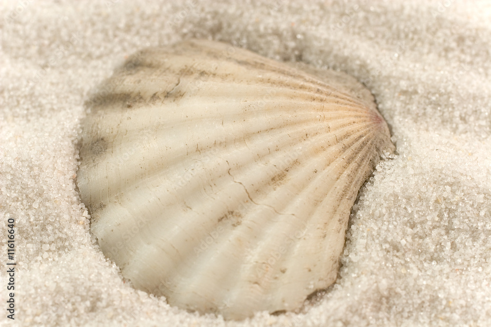 Closeup of a seashell on the white sand Closeup of a seashell on the white sand