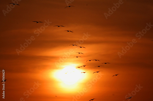 Flock of pelicans © MAX SUAREZ
