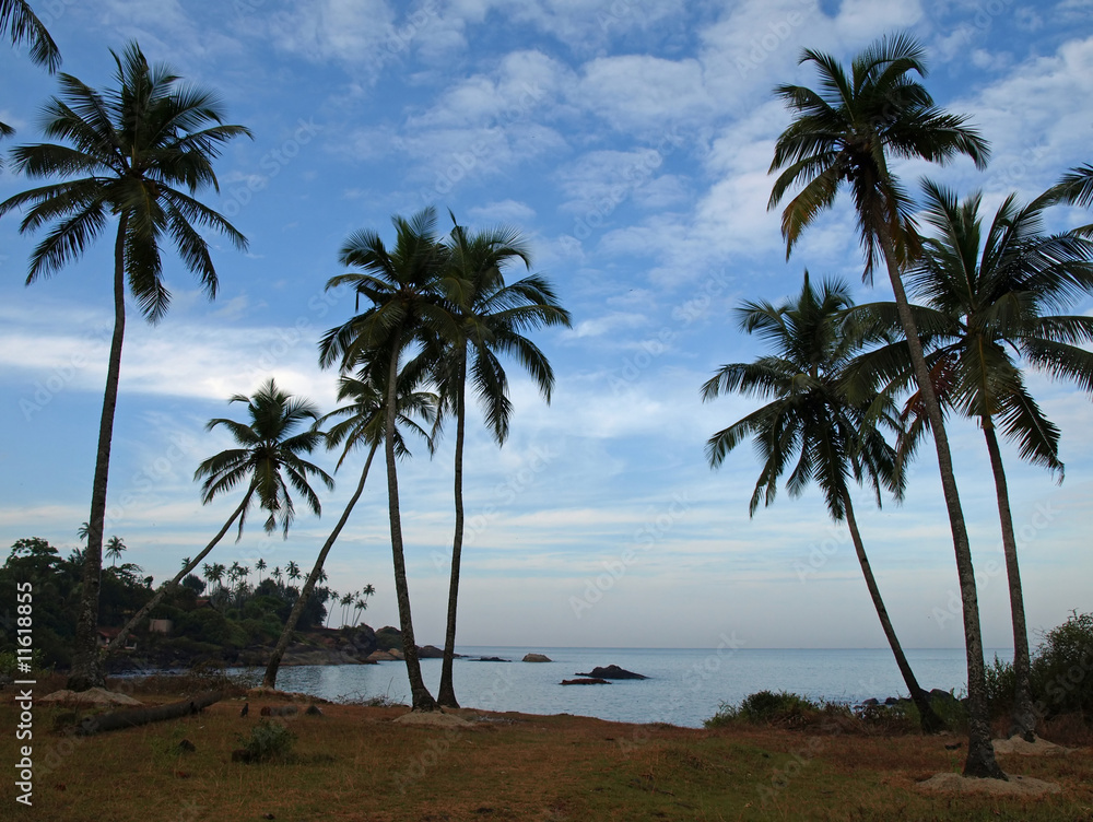 Palm-trees on the beach