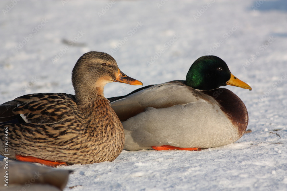 Canard colvert male et femelle