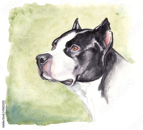 watercolor pitbull photo