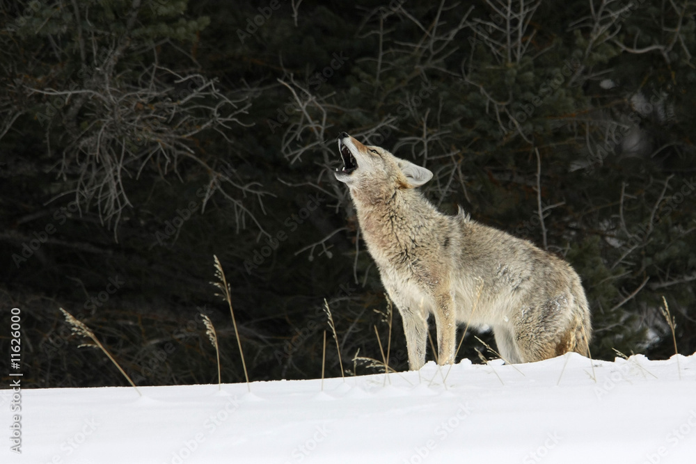 Naklejka premium Howling Coyote