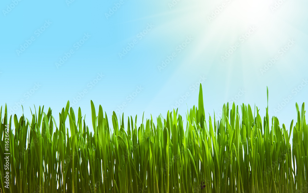 Fototapeta premium Grass in sunlight