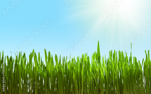 Fototapeta Naklejka Na Ścianę i Meble -  Grass in sunlight