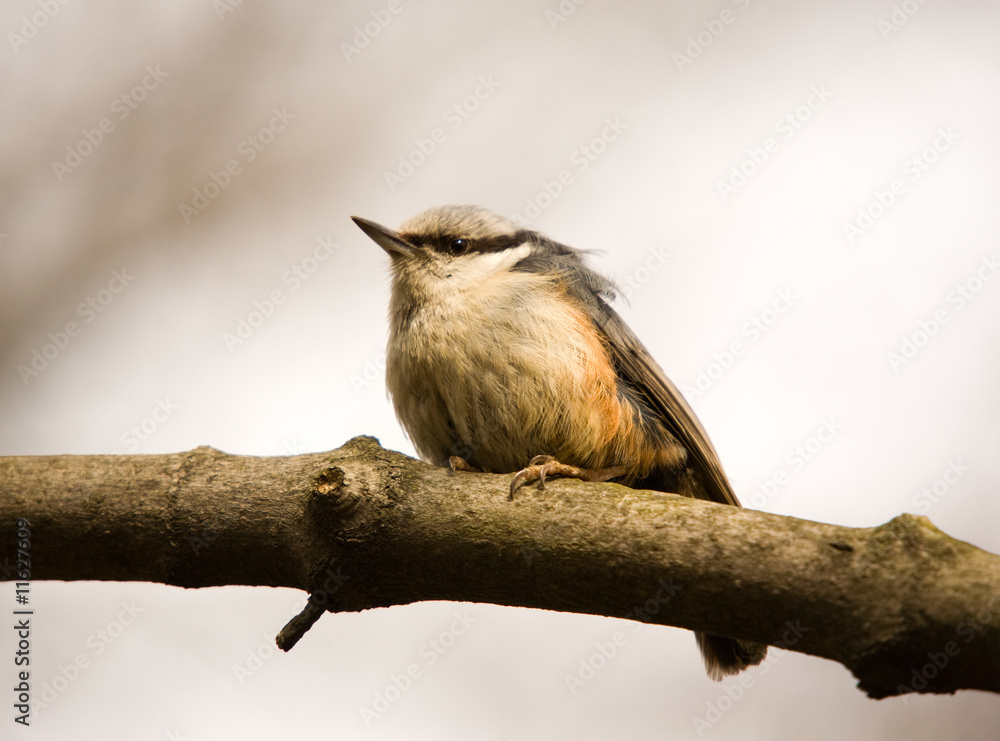 Fototapeta premium nuthatch