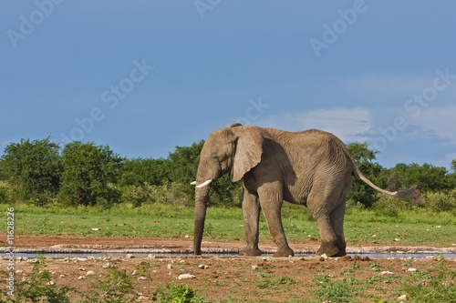 Elephant © Gerrit de Vries