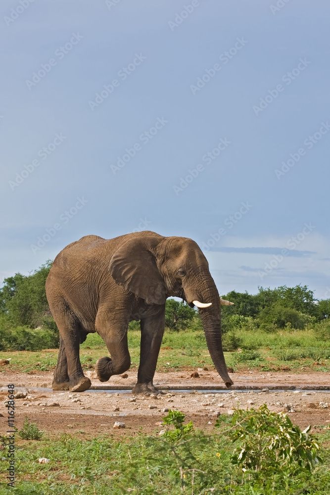 Obraz premium Elephant