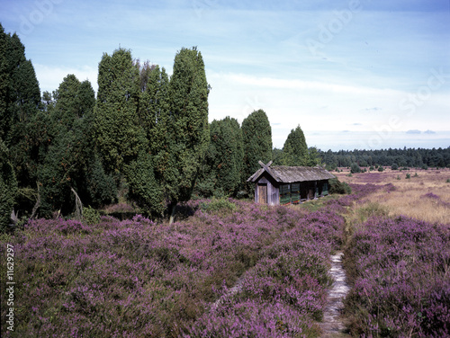 Lueneburger Heide photo