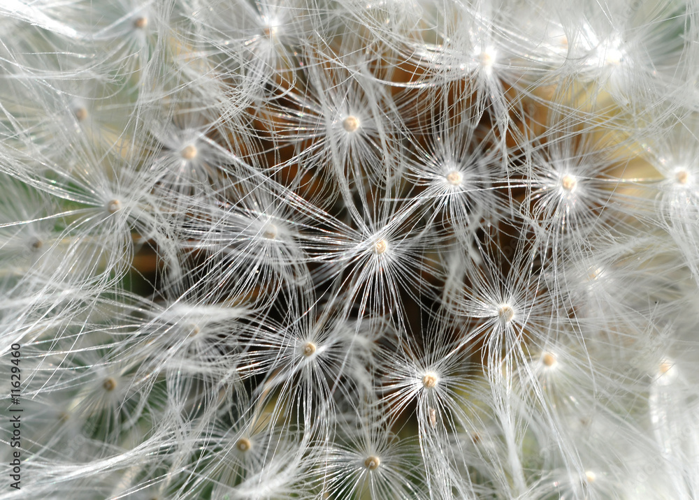 Fototapeta premium Dandelion Blowball - extreme macro