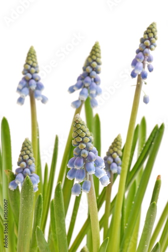 Fototapeta Naklejka Na Ścianę i Meble -  Grape hyacinths