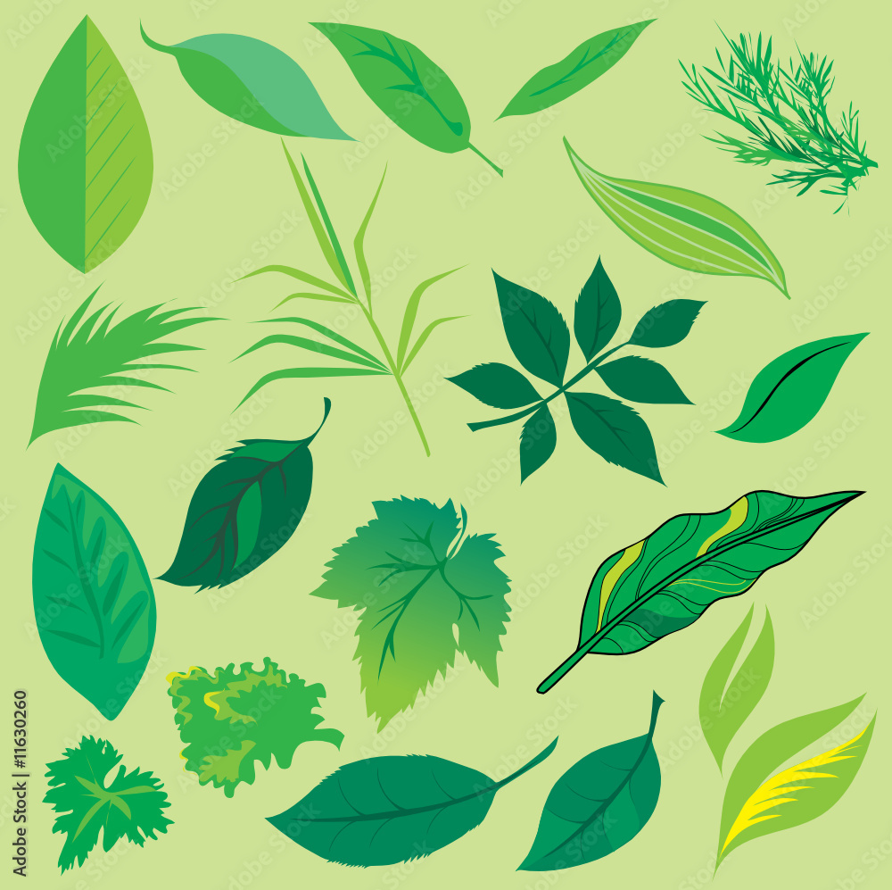 Set of leafs design elements Set of leafs design elements