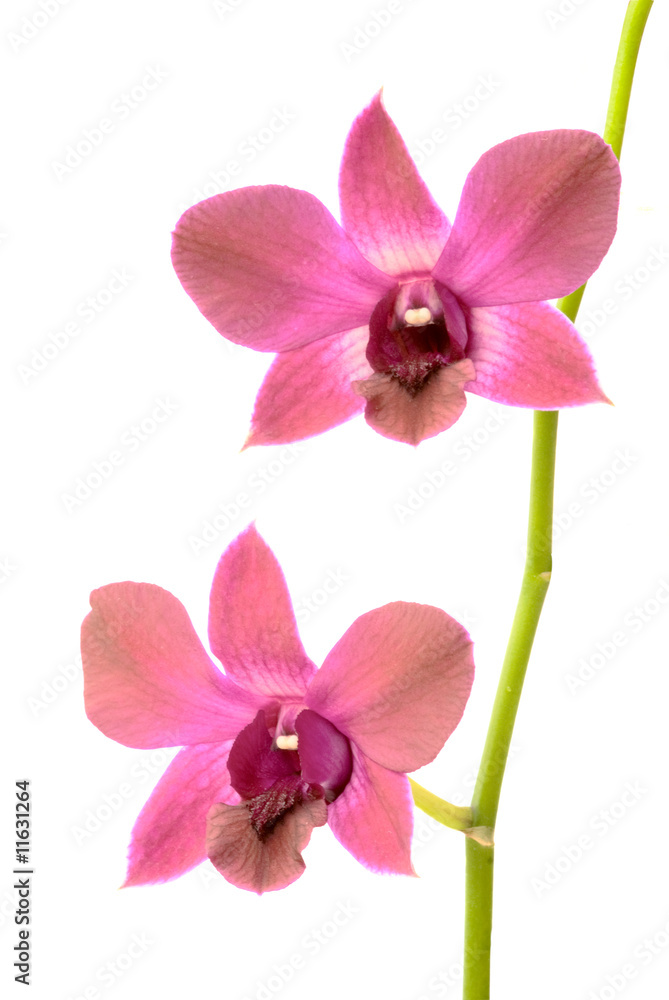 Orchid flowers isolated on white background Orchid flowers isolated on white background