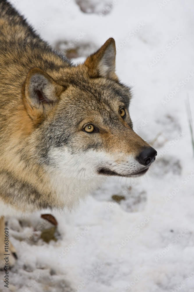 Wolf in einem Waldim Winter