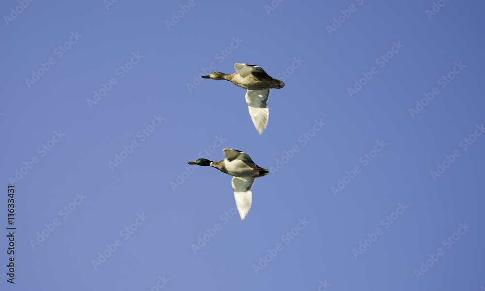 Obraz premium two ducks flying