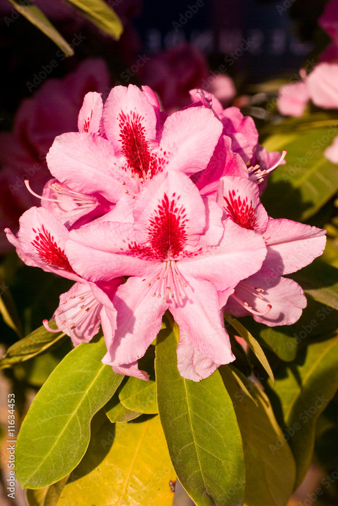 rhododendron