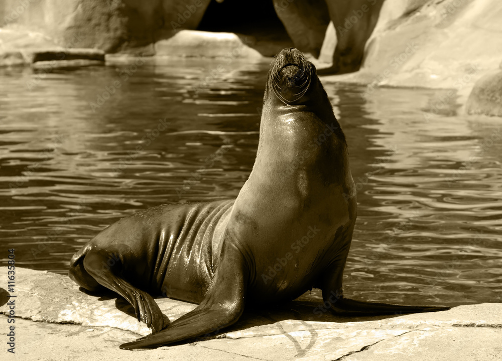 Fototapeta premium sea-lion