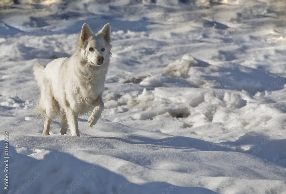 Obraz premium Weisser Schäferhund