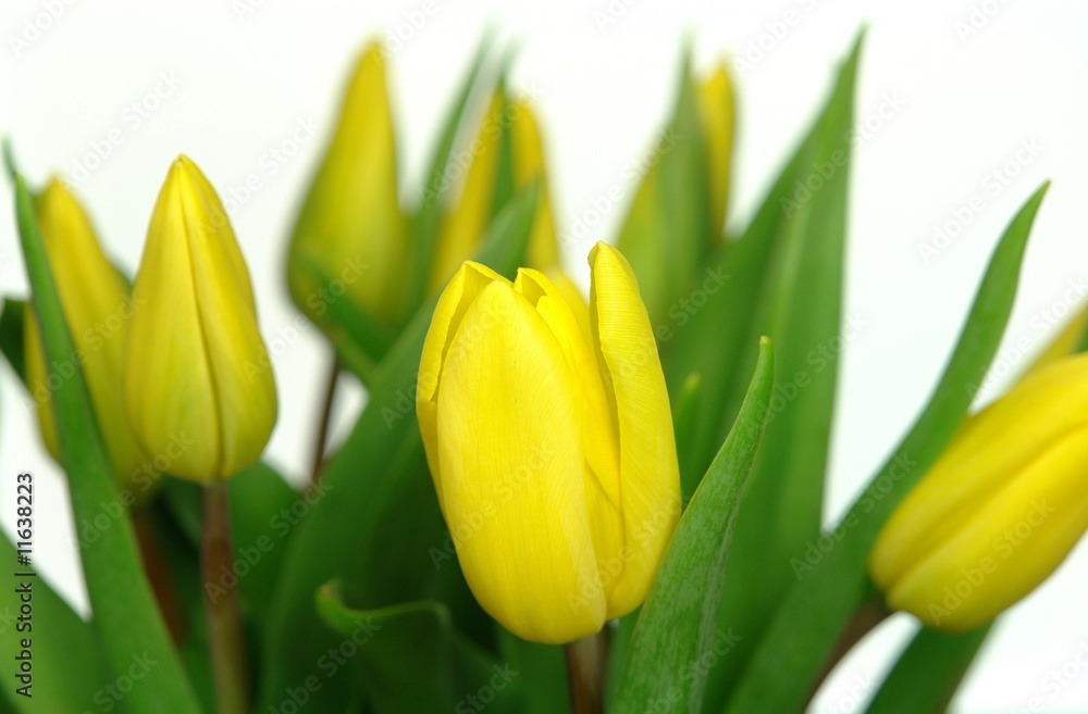 Obraz premium Frühlingserwachen