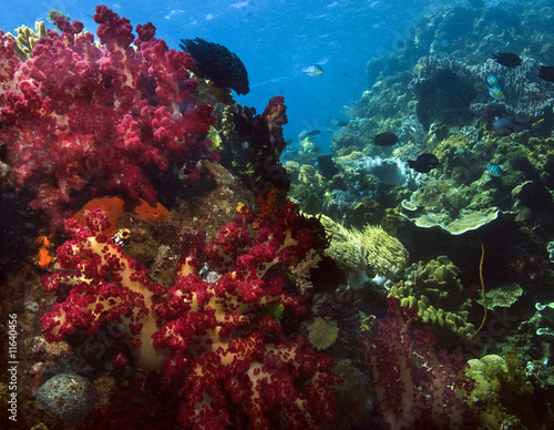 Underwater Coral reef scene