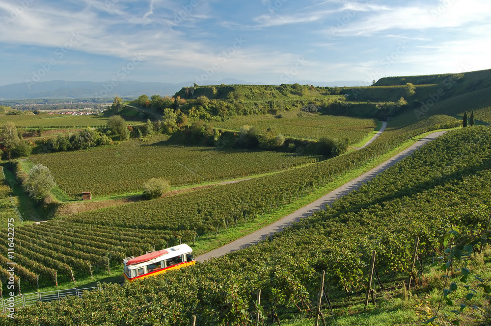 Wineyard