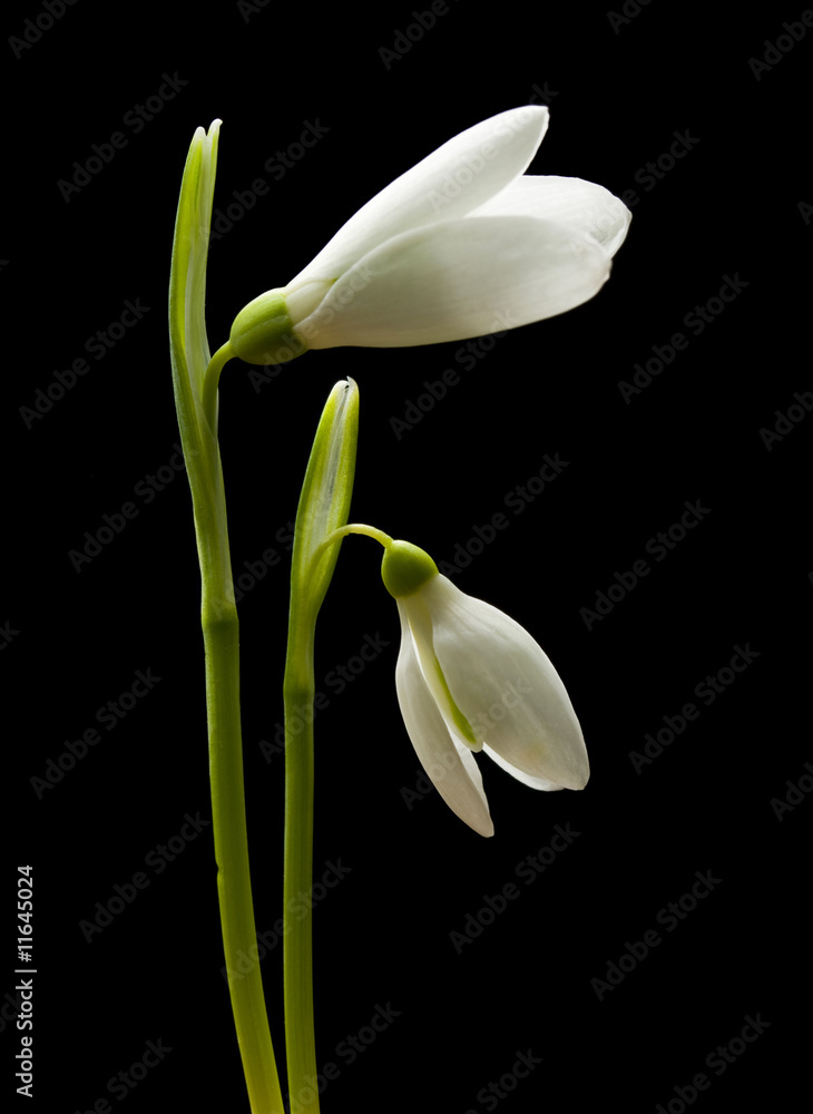 delicate snowdrops on black background delicate snowdrops on black background