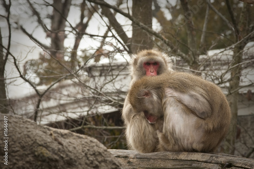 Japanese Macaque Grooming © hubertk
