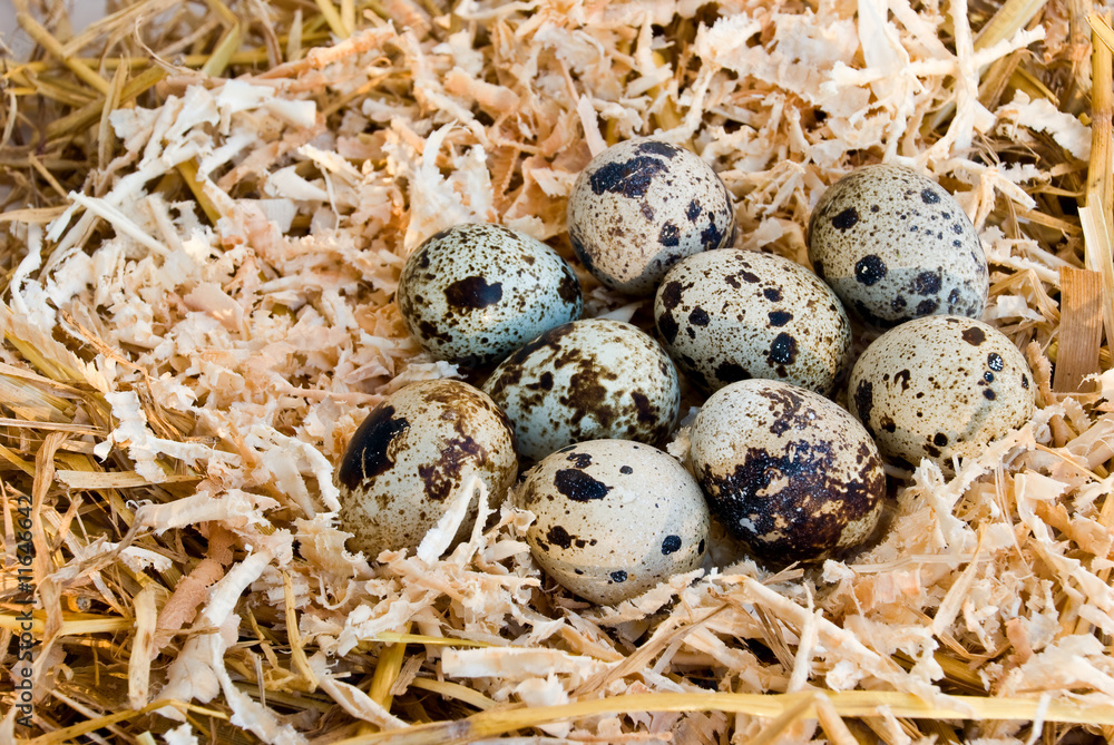 Obraz premium Wachtel-Nest mit Eiern