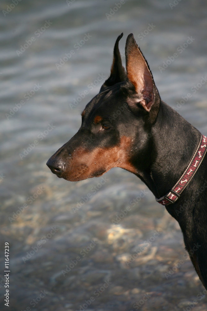 Dog against the sea.