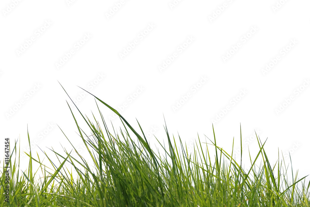Obraz premium Gras