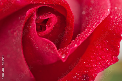 Fototapeta Naklejka Na Ścianę i Meble -  Beautiful Red Rose