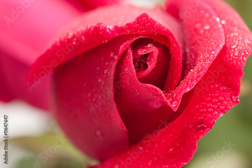 Beautiful Red Rose