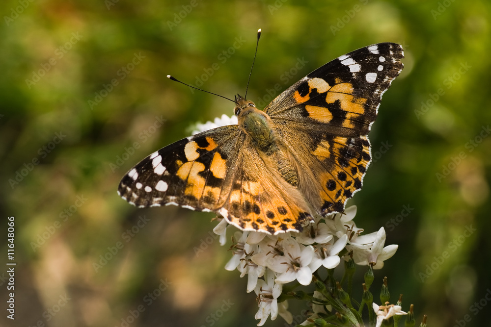 Butterfly painted lady on gooseneck loosestrife Butterfly painted lady on gooseneck loosestrife