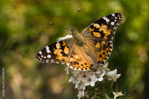 Butterfly painted lady on gooseneck loosestrife