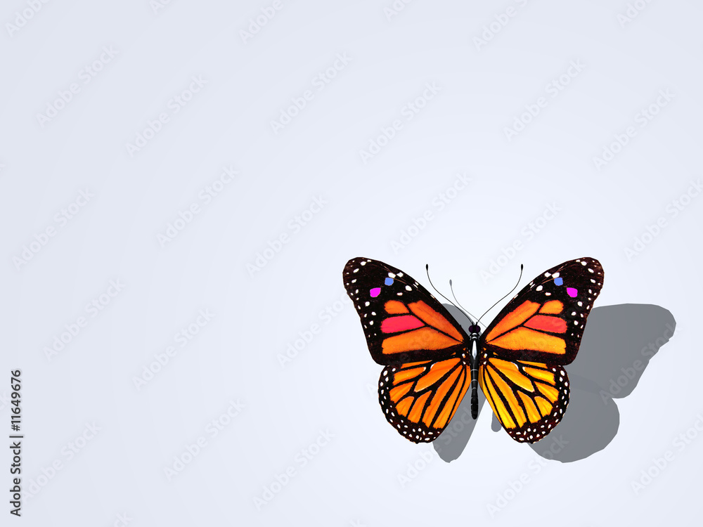 Obraz premium Butterfly
