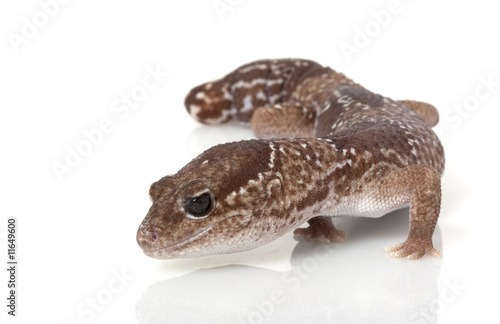 Jungle African Fat-tailed Gecko