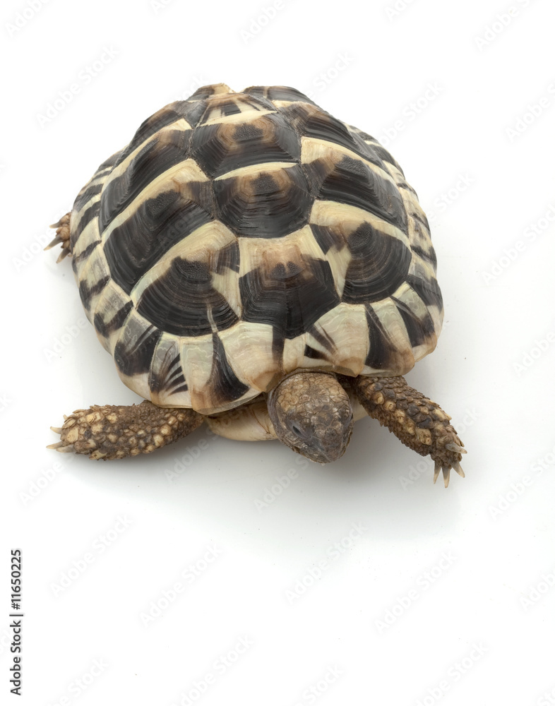Obraz premium Herman’s Tortoise