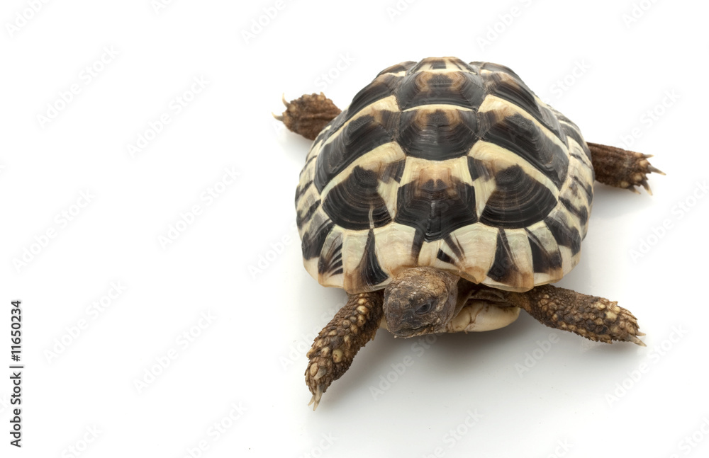 Obraz premium Herman’s Tortoise