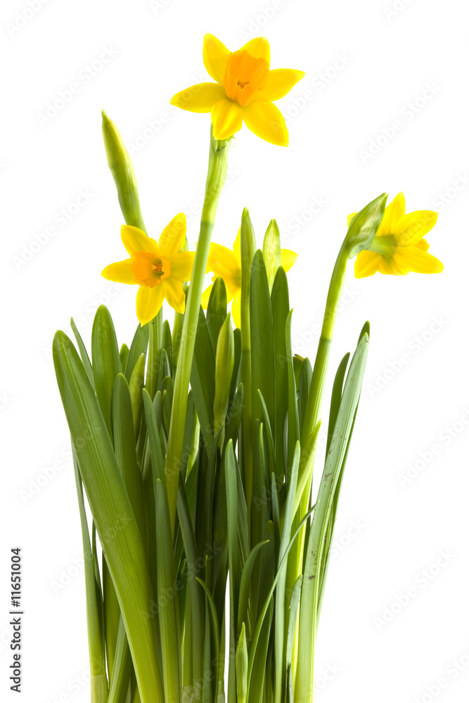 Fototapeta premium Daffodils